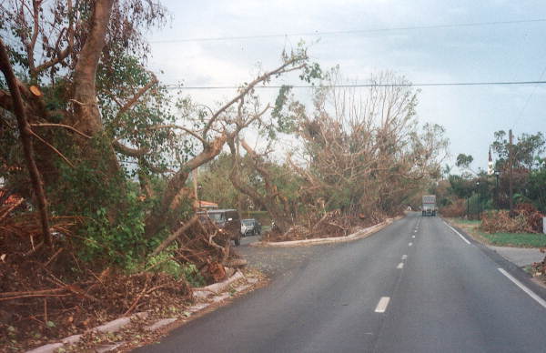 Looking down Bird Road at trees damaged by Hurricane Andrew - Coral Gables, Florida