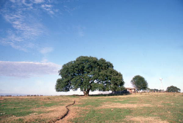 View of Wayne Mixson's farm in Campbellton, Florida.