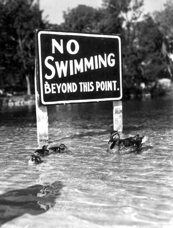 Mallard ducks swimming in front of warning sign at Weeki Wachee Springs