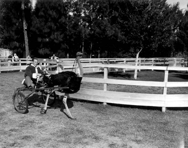 Richard Webb dressed as Santa drives an ostrich-drawn cart during "Distant Drums" premiere - Saint Augustine, Florida