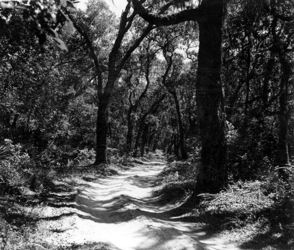 Trail at Kingsley Plantation State Park - Fort George Island, Florida.