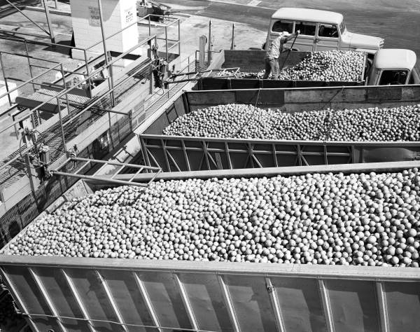 Dump trucks bring citrus fruit to Minute Maid frozen juice plant - Apopka, Florida