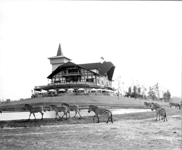 Zebras from Africa behind the old Swiss style house at Busch Gardens
