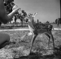 81950