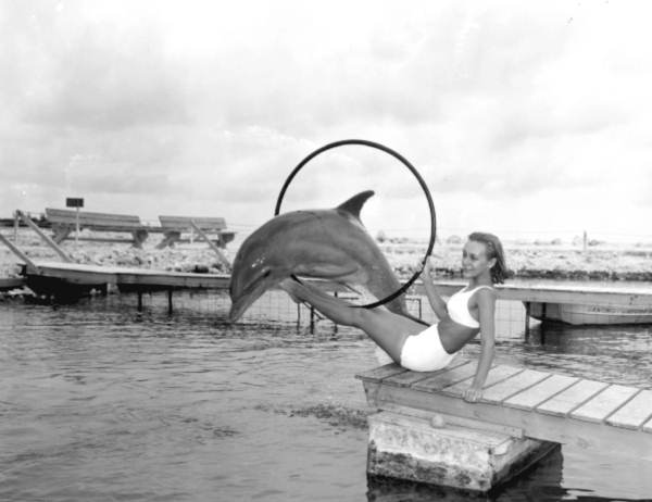 Flipper (Mitzi) leaping through hoop - Marathon, Florida