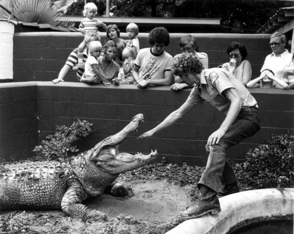 Alligator farm guide holding his hand in an open alligator's maw - St. Augustine, Florida