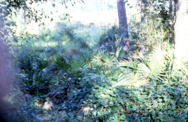 View of plants at the Hillsborough River State Park.