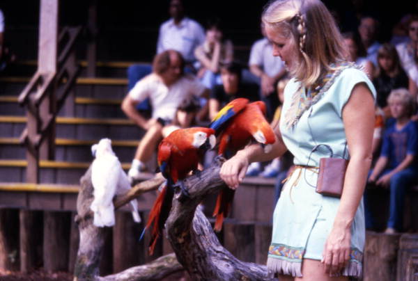 Trainer with macaws at the Weeki Wachee Springs amusement park.