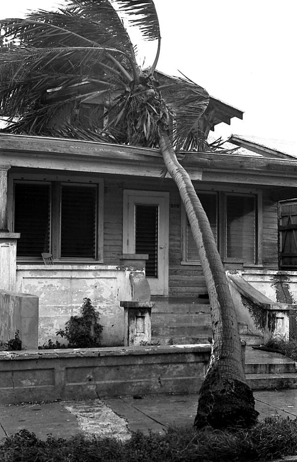 Coconut tree knocked over on to house on Whitehead St., Key West, FL.