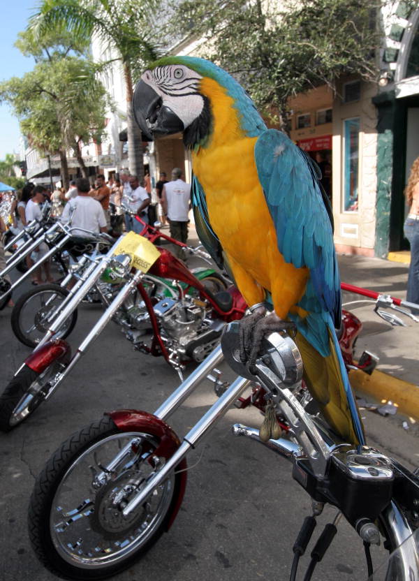 Guard macaw at Key West 2006 Poker Run.