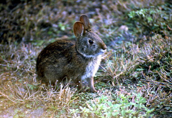 Close-up view of a Marsh rabbit - Osceola County, Florida