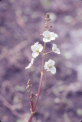 95367