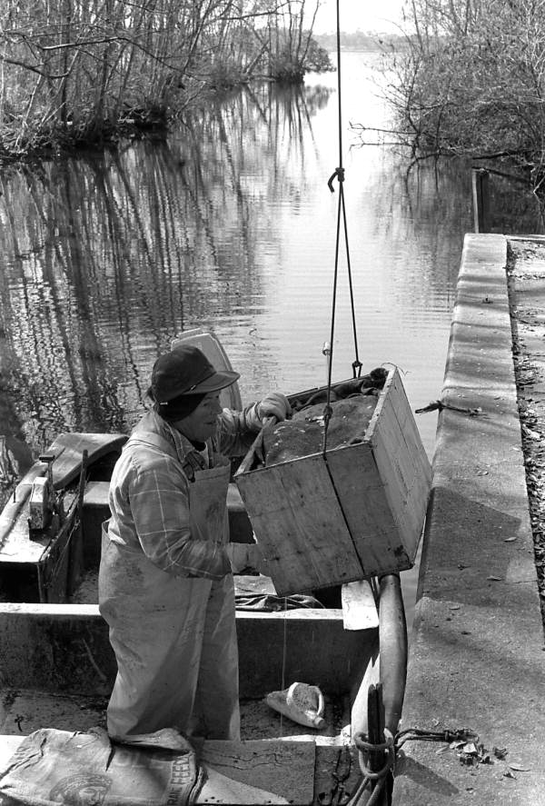 Bernice Schmidt unloading boxes of shad using a hoist at the dock - East Palatka, Florida