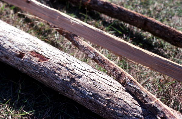View of white oak and strips made by Lucreaty Clark for basket making