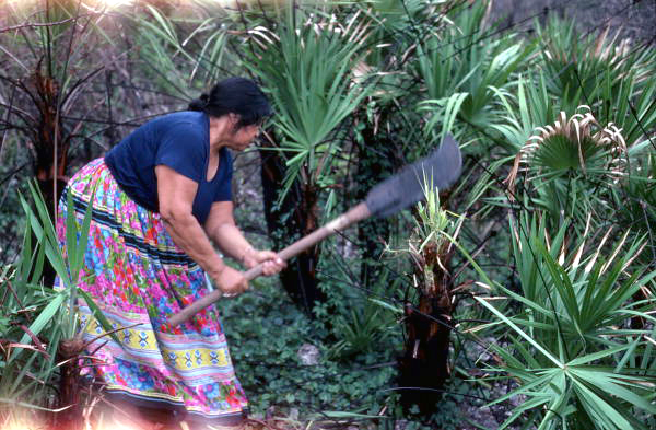 Mary Billie gathering palmettos - Big Cypress Seminole Indian Reservation