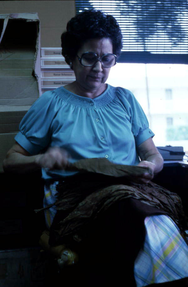 Mrs. Rafael Martinez sorting tobacco leaves for cigars - Miami, Florida