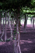 122444