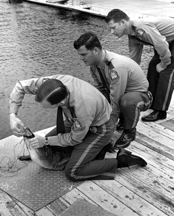 Game and fish officers tag an alligator 
