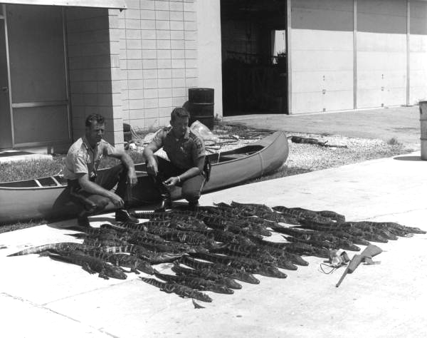 Unidentified game and fish officers with alligators 