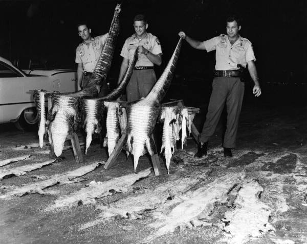 Unidentified game and fish officers with alligator skins 