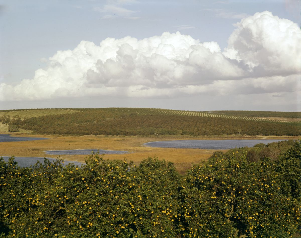 Bird's eye view overlooking orange groves