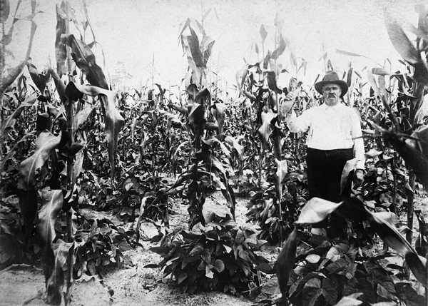 Corn and beans - Green Cove Springs?