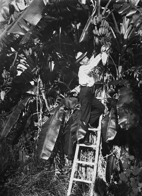 Picking bananas - Eustis