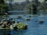 Wakulla Springs & WWII Troop Maneuvers