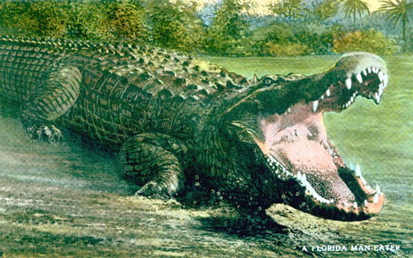 A Florida man-eater
