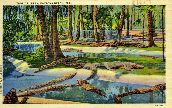 Tropical park - Daytona Beach, Florida