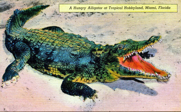 A hungry alligator at Tropical Hobbyland - Miami, Florida