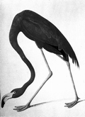 772