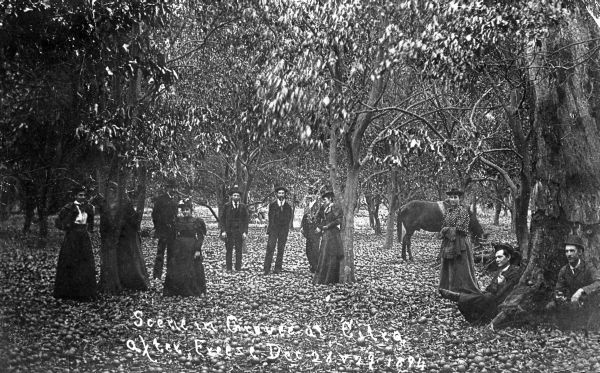 Scene in grove at Citra after freeze of December 28 and 29, 1894