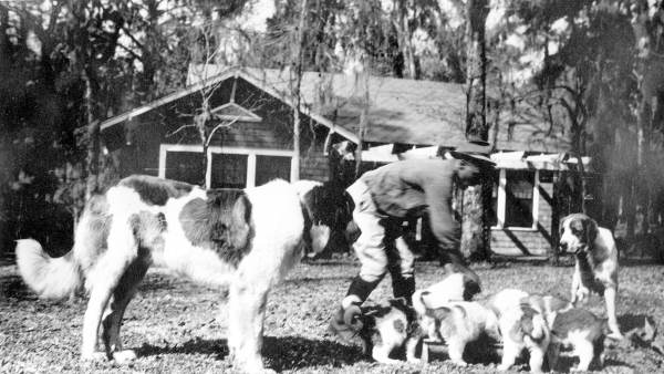 Saint bernard and puppies on the grounds of the John W. Martin home
