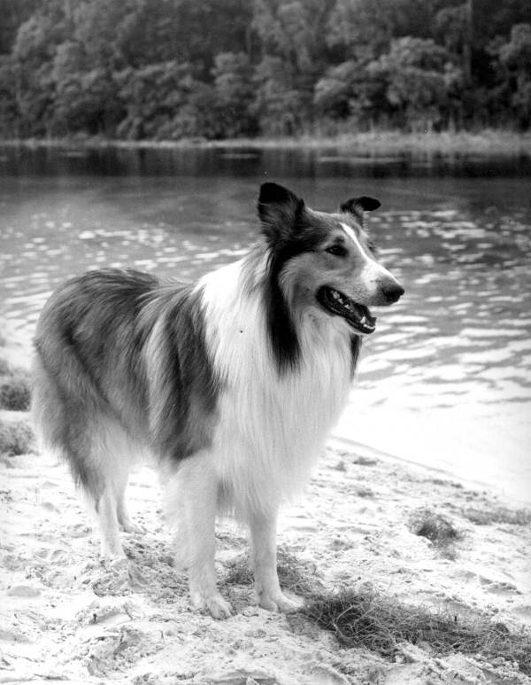 Portrait of Lassie