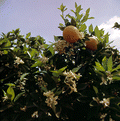 95012