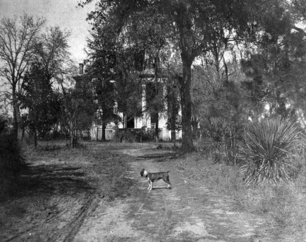 Dog in driveway at the Grove - Tallahassee, Florida