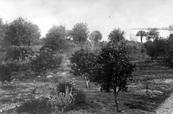 Racimo Plantation orange trees by Lake George - Georgetown Region, Florida