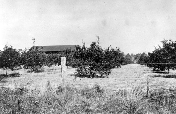 Racimo Plantation orange grove beyond barbed wire fence - Georgetown Region, Florida