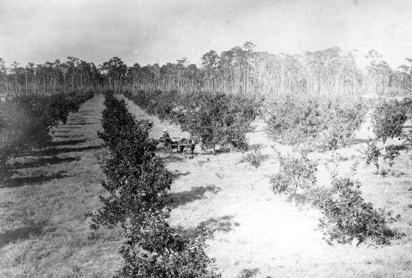 Jesse Messmore Dakin driving buggy in orange grove at Racimo Plantation - Georgetown Region, Florida