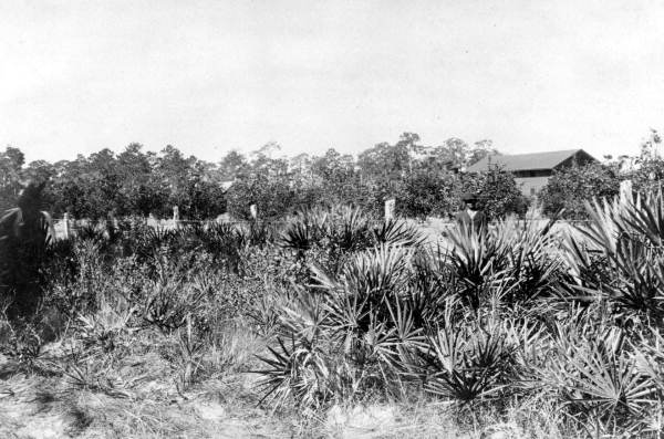 Worker by the grove at the Racimo Plantation - Georgetown Region, Florida