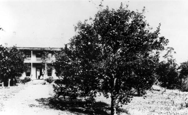 Orange tree by main house at the Racimo Plantation - Georgetown Region, Florida