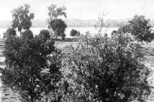 Edge of the Racimo Plantation grove at the Saint Johns River - Georgetown Region, Florida