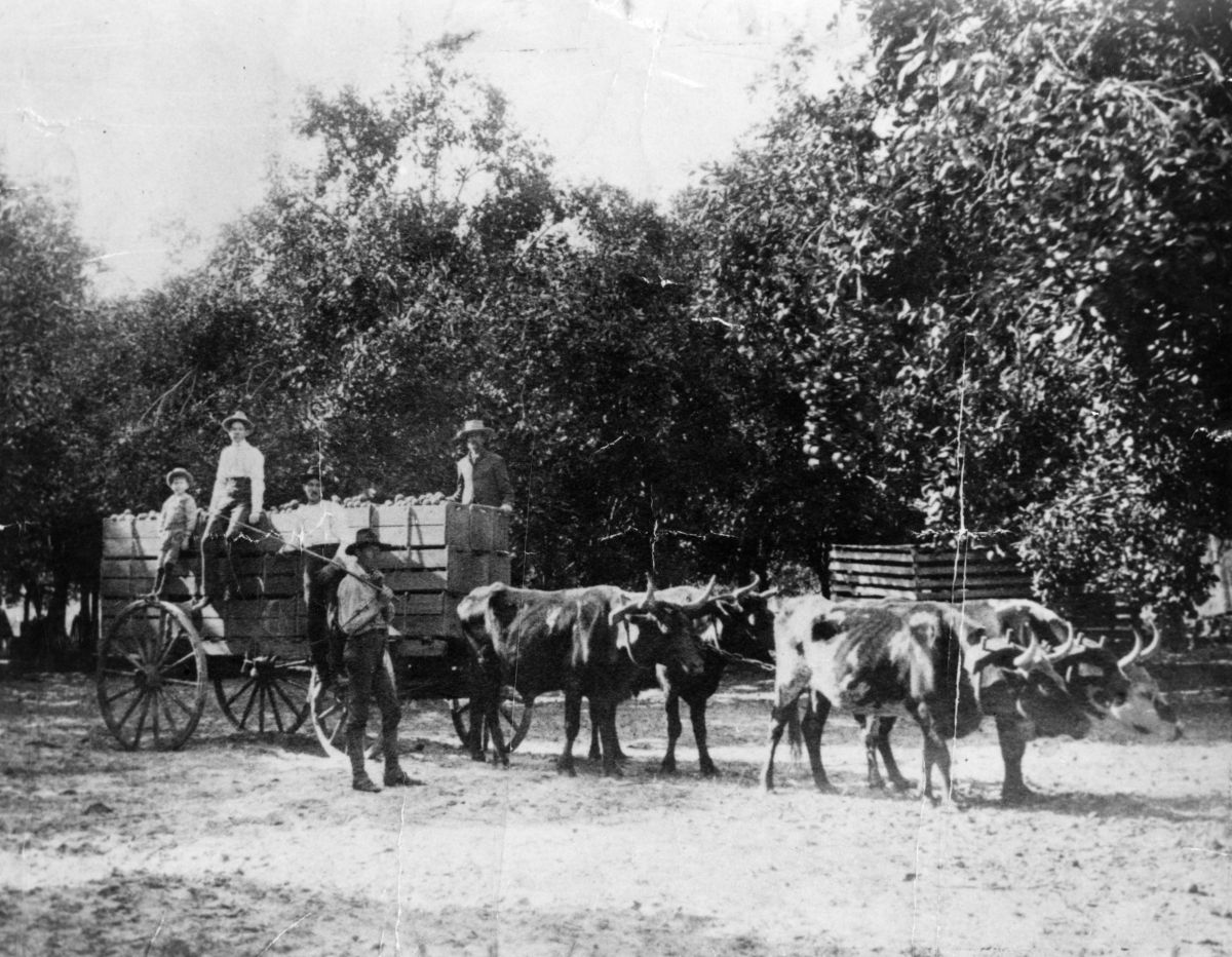 Hauling oranges in Albert Carlton's seedling grove - Wauchula, Florida