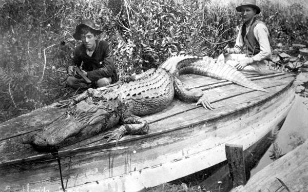 Two hunters with alligator they shot 