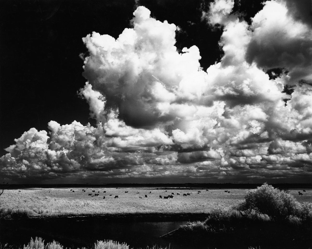 Grazing cattle- Everglades, Florida