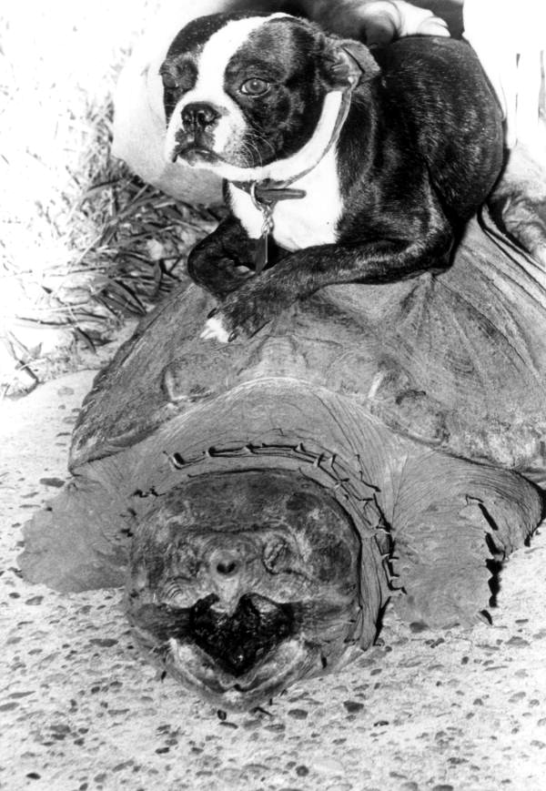 A bulldog placed on the back of a turtle - Panama City Region, Florida