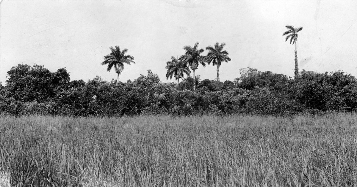 Everglades and hammock