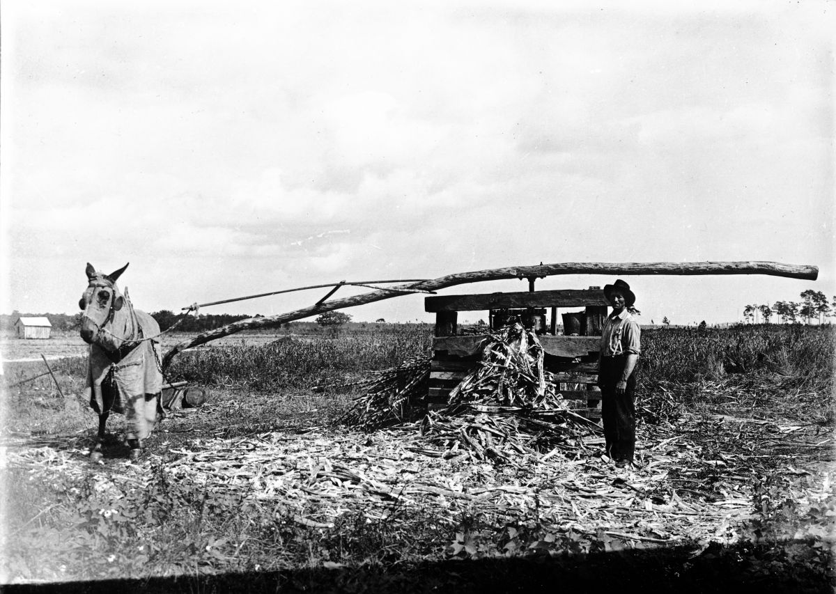 Man and mule pressing juice from sugarcane