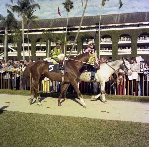 Jockey Angel Cordero with "Instant Profit" at the Hialeah Racetrack.